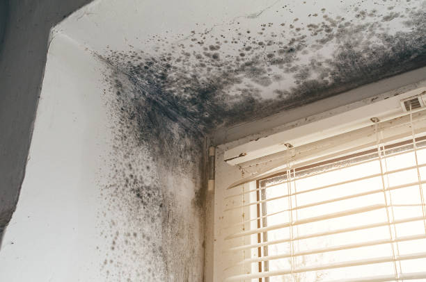 Affordable Basement Mold Removal solutions in Auburndale, MA