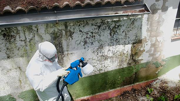 Trusted Attic Mold Removal service in Auburndale, MA - Cheap Mold Removal